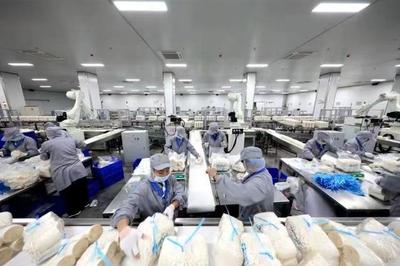 日产金针菇160吨！邹城小蘑菇撑起群众致富伞