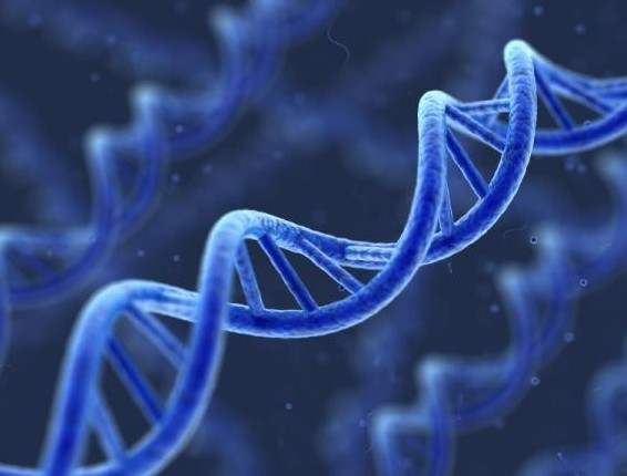 清真食品中的生物技术及转基因生物制品 生物科技的融合与挑战